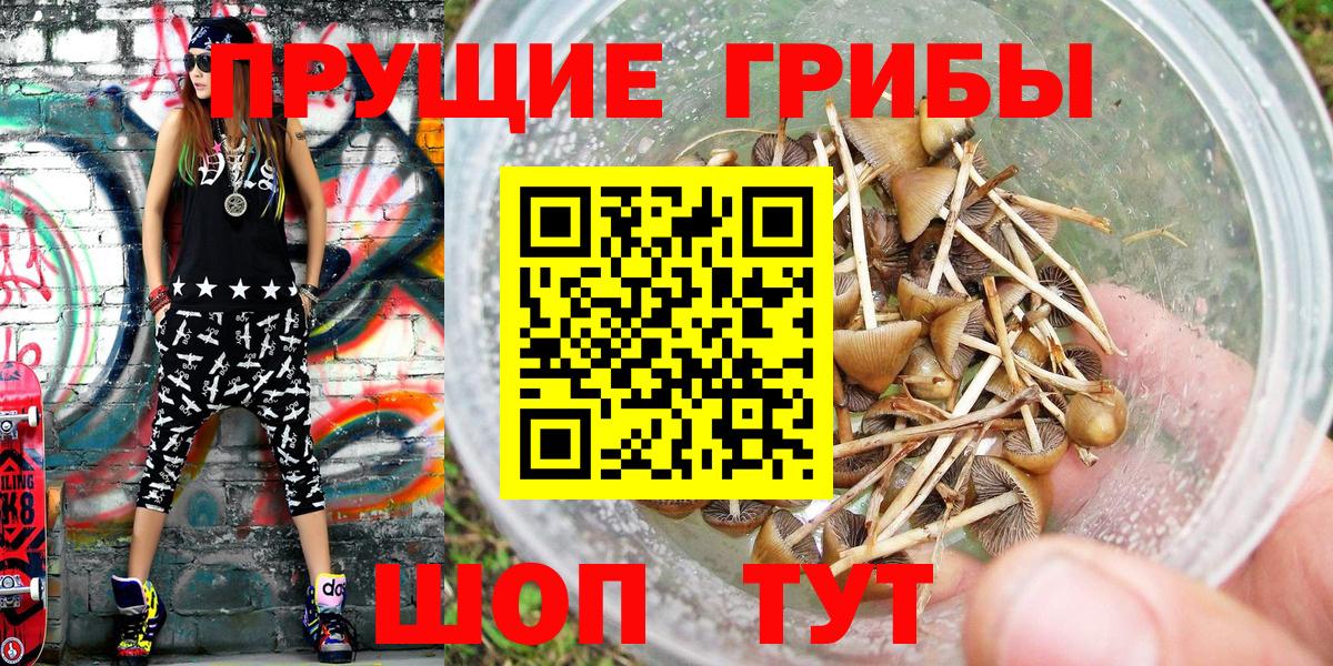 Псилоцибиновые грибы Cubensis  Вход с VPN  наркота  Грязи  Галлюциногенные грибы Psilocybe 